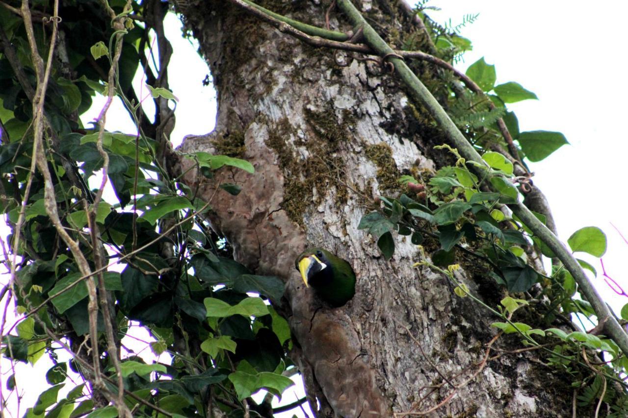 Hotel Bosque Verde Lodge Monteverde Екстер'єр фото