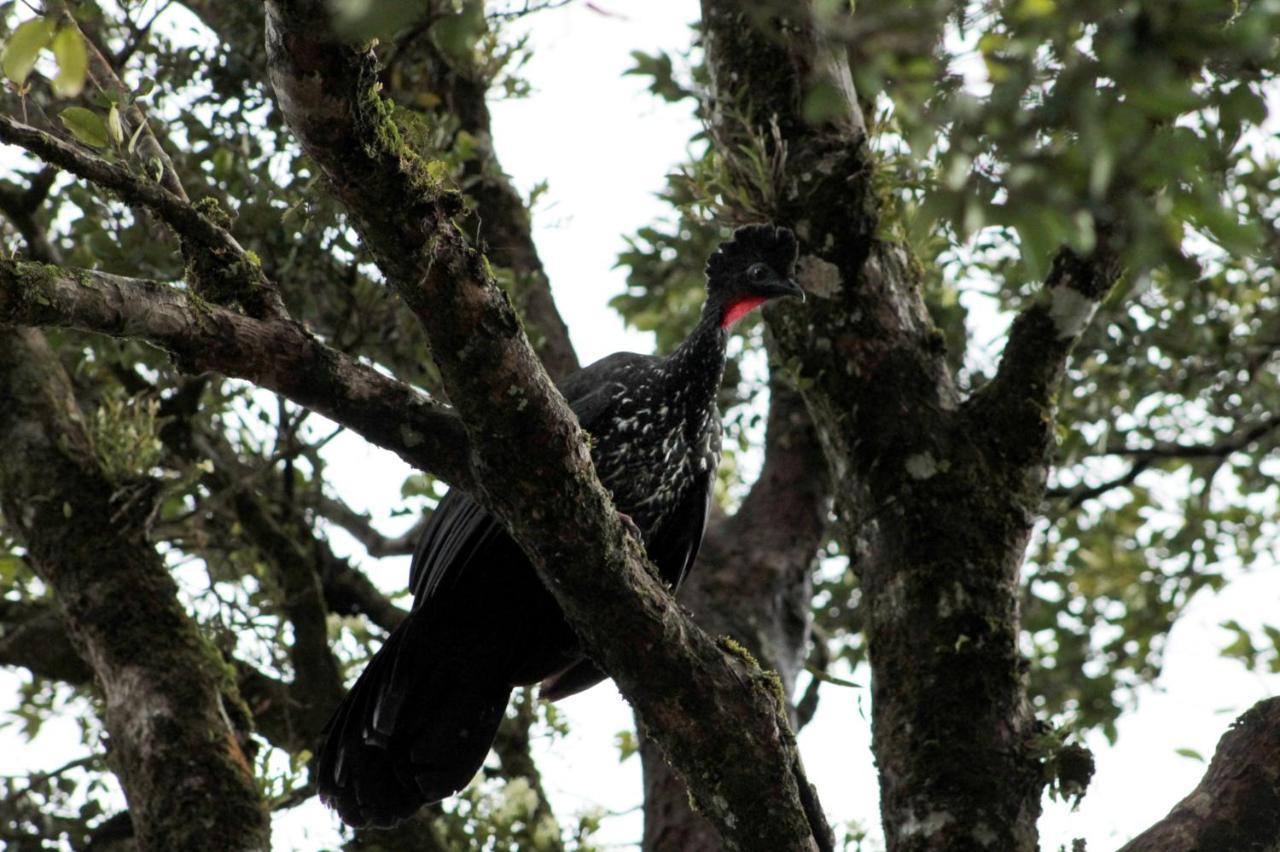 Hotel Bosque Verde Lodge Monteverde Екстер'єр фото