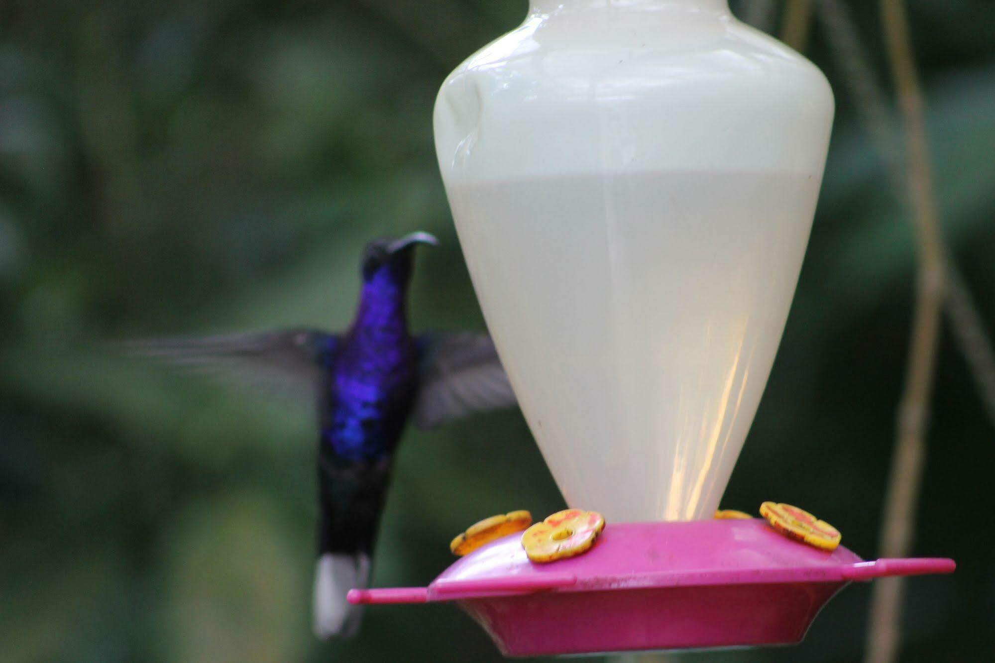 Hotel Bosque Verde Lodge Monteverde Екстер'єр фото